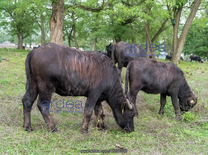 : Hungarian or Pannonian Water Buffalo (Bubalus : Hungarian or Pannonian Water Buffalo (Bubalus