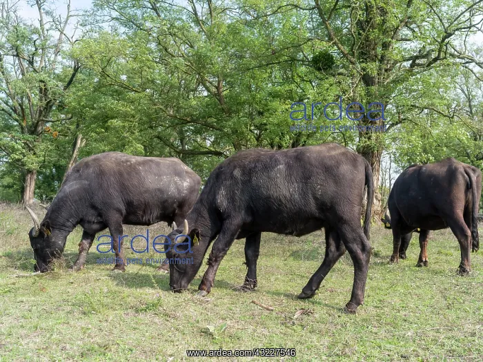 : Hungarian or Pannonian Water Buffalo (Bubalus : Hungarian or Pannonian Water Buffalo (Bubalus