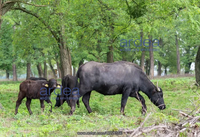 : Hungarian or Pannonian Water Buffalo (Bubalus : Hungarian or Pannonian Water Buffalo (Bubalus