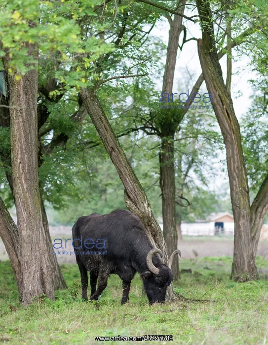 : Hungarian or Pannonian Water Buffalo (Bubalus : Hungarian or Pannonian Water Buffalo (Bubalus