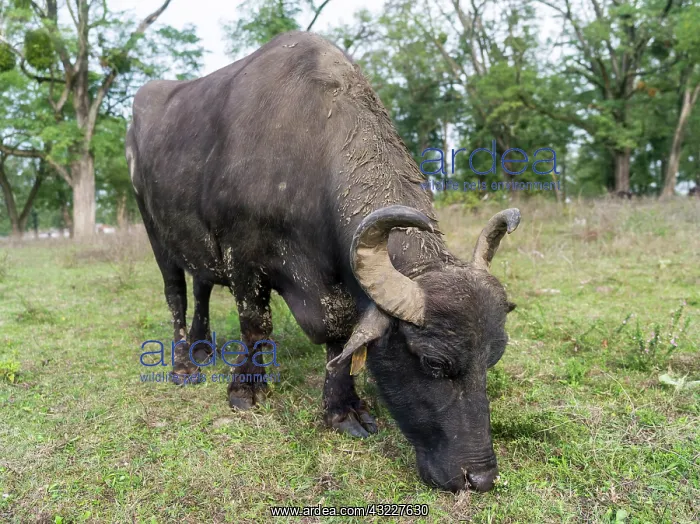 : Hungarian or Pannonian Water Buffalo (Bubalus : Hungarian or Pannonian Water Buffalo (Bubalus