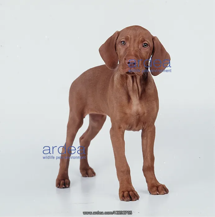 : HUNGARIAN VIZSLA DOG - 10 week old puppy : HUNGARIAN VIZSLA DOG - 10 week old puppy