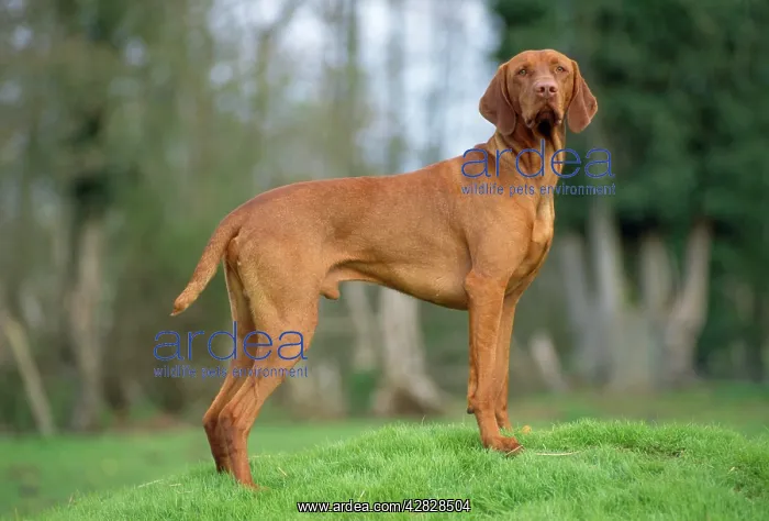 : Hungarian Vizsla Dog : Hungarian Vizsla Dog