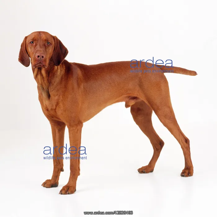  : Hungarian Vizsla Dog. Also known as Magyar Vizsla
