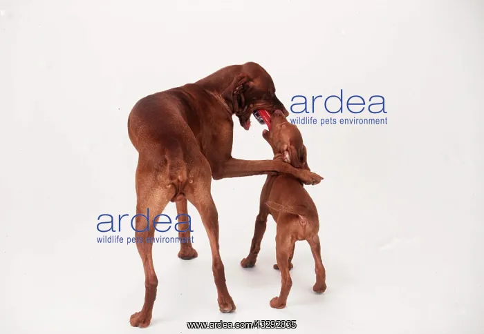 : HUNGARIAN VIZSLA DOG - playing with toy car with puppy : HUNGARIAN VIZSLA DOG - playing with toy car with puppy