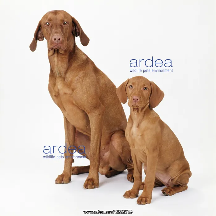 : Hungarian Vizsla Dog - and puppy : Hungarian Vizsla Dog - and puppy