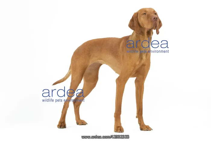 : Hungarian Vizsla - in studio. Also known as Magyar Vizsla : Hungarian Vizsla - in studio. Also known as Magyar Vizsla