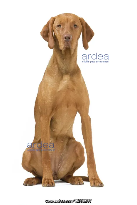 : Hungarian Vizsla - in studio. Also known as Magyar Vizsla : Hungarian Vizsla - in studio. Also known as Magyar Vizsla