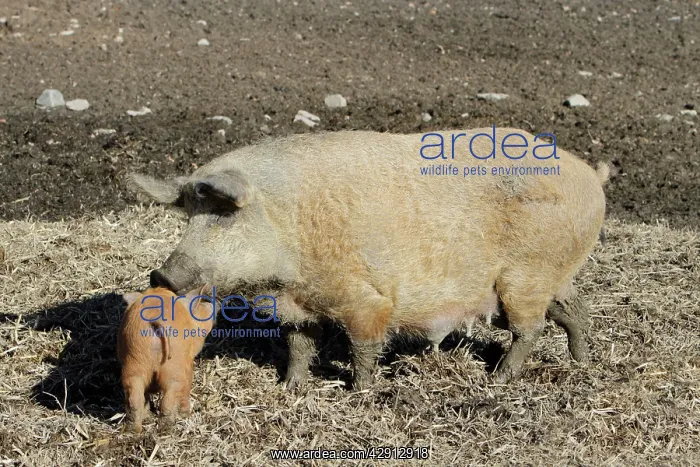 : Hungarian Wolly Domestic Pig - sow with piglet on farmland : Hungarian Wolly Domestic Pig - sow with piglet on farmland