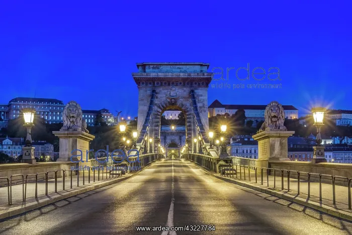 : Hungary, Budapest, Chain Bridge at Dawn : Hungary, Budapest, Chain Bridge at Dawn