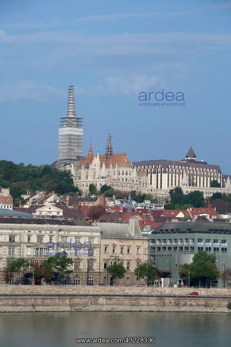 : Hungary, Budapest. Early morning view from : Hungary, Budapest. Early morning view from