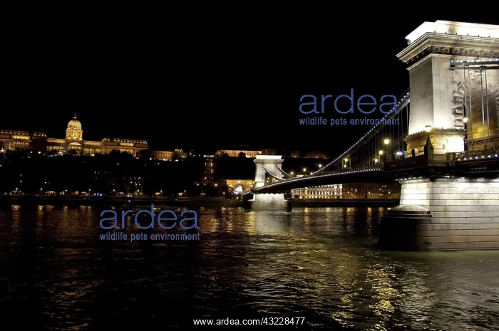  : Hungary, Budapest. Night view of Chain Bridge