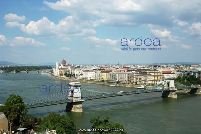 : Hungary, Budapest. View of Chain Bridge : Hungary, Budapest. View of Chain Bridge