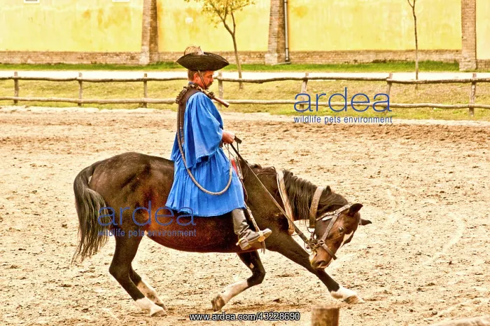 : Hungary, Kalcosa; Magyar Cowboy; Horse Bowing : Hungary, Kalcosa; Magyar Cowboy; Horse Bowing