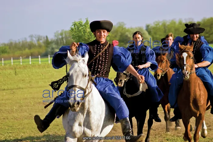 : Hungary, Kalocsa, Csikos Hungarian horse : Hungary, Kalocsa, Csikos Hungarian horse