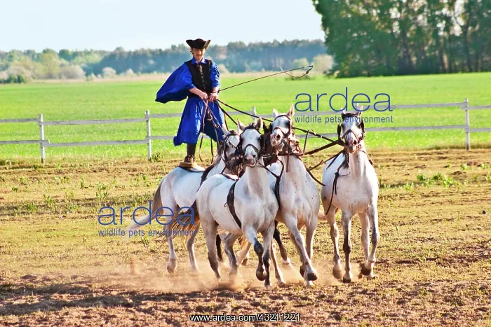 : Hungary, Kalocsa, Csikos Hungarian horse : Hungary, Kalocsa, Csikos Hungarian horse