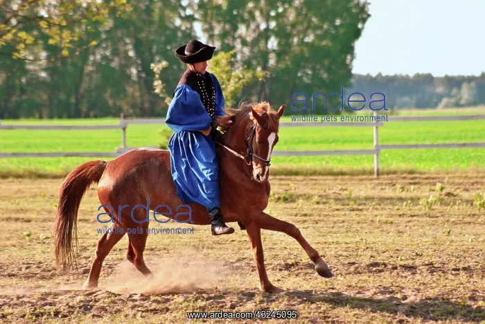 : Hungary, Kalocsa, Csikos Hungarian horse : Hungary, Kalocsa, Csikos Hungarian horse