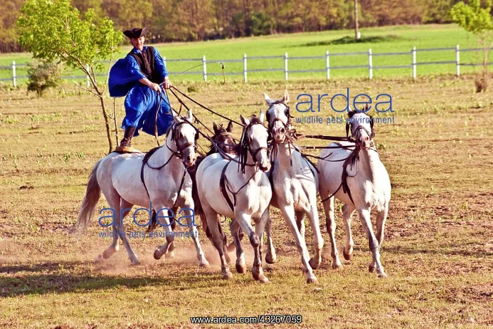 : Hungary, Kalocsa, Csikos Hungarian horse : Hungary, Kalocsa, Csikos Hungarian horse