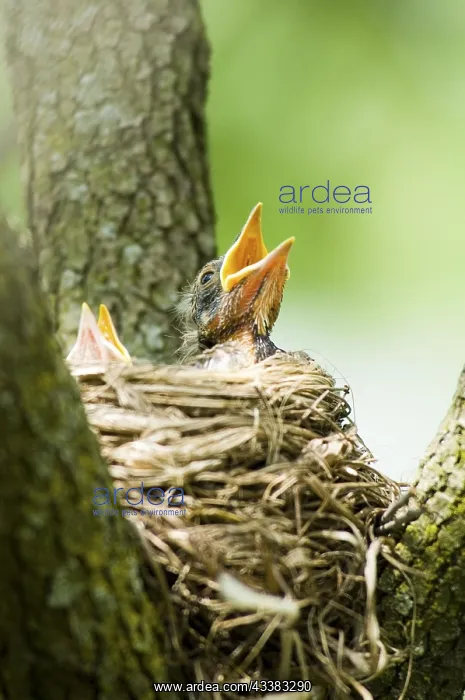 : Hungry American Robin (Turdus migratorius) chick : Hungry American Robin (Turdus migratorius) chick