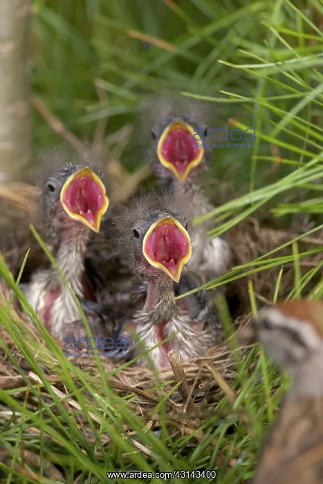 : Hungry Chipping Sparrow Nestlings : Hungry Chipping Sparrow Nestlings