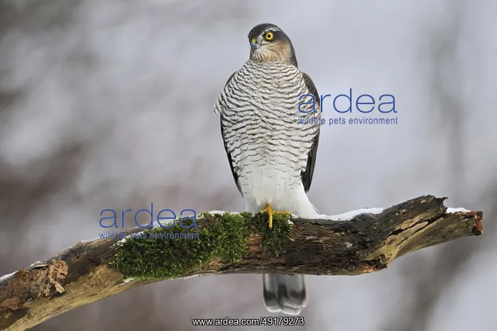 : On the hunt for songbirds... Sparrowhawk (Accipiter nisus) : On the hunt for songbirds... Sparrowhawk (Accipiter nisus)