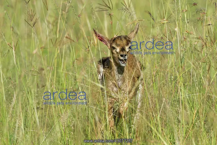 : hunted by a young cheetah : hunted by a young cheetah