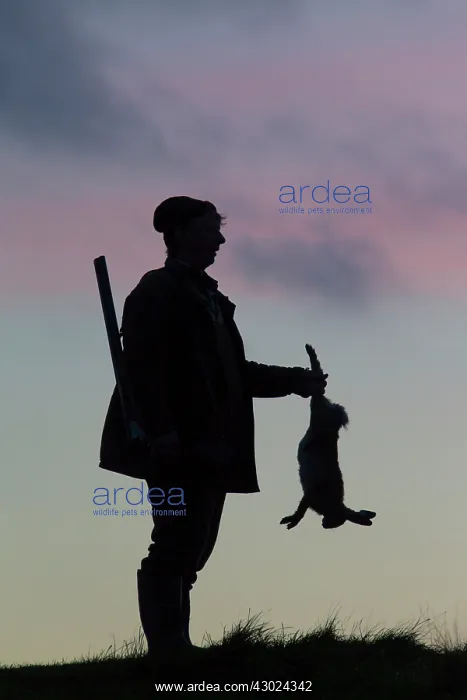 : Hunter hare Hunter with dead brown Hare silhouetted agai : Hunter hare Hunter with dead brown Hare silhouetted agai