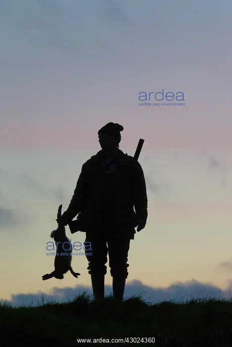 : Hunter hare Hunter with dead brown Hare silhouetted agai : Hunter hare Hunter with dead brown Hare silhouetted agai