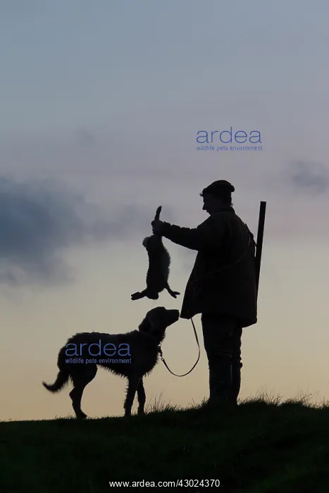 : Hunter hare Hunter with dead brown Hare and Weimaraner d : Hunter hare Hunter with dead brown Hare and Weimaraner d