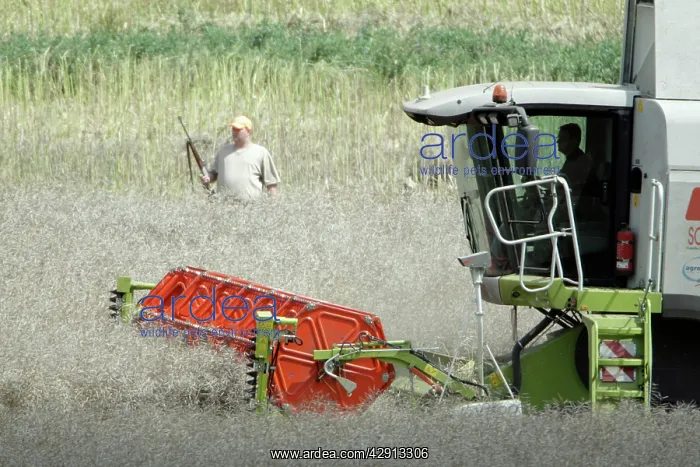 : Hunter - standing on edge of Rape-oil seed crop : Hunter - standing on edge of Rape-oil seed crop