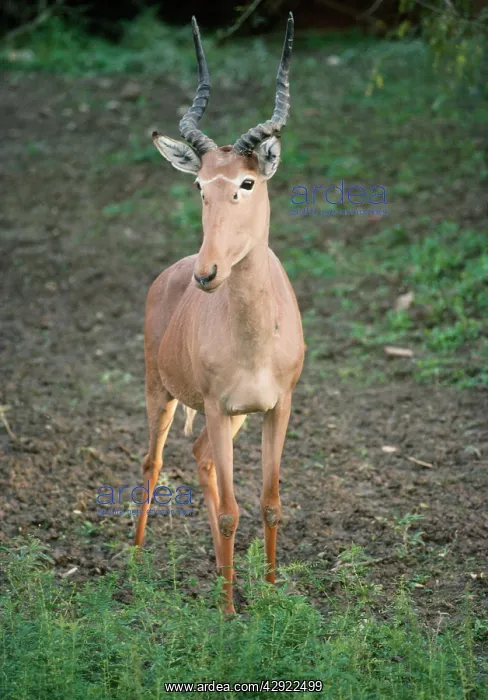 : Hunter's Hartebeest / Hunter's Antelope / Hirola : Hunter's Hartebeest / Hunter's Antelope / Hirola