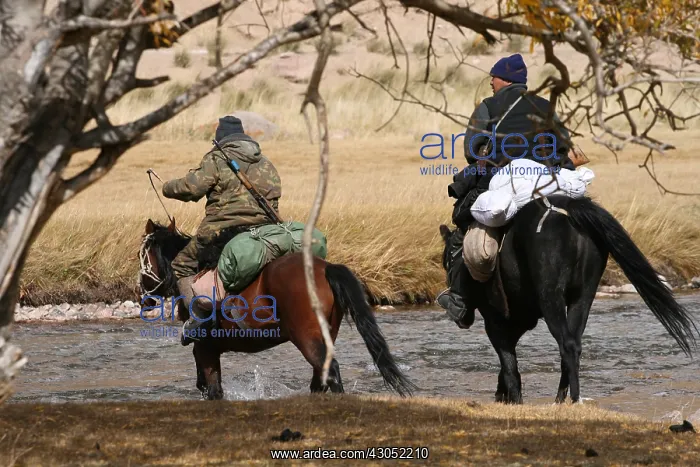 : Hunters on horseback crossing a river Kyrgyzstan : Hunters on horseback crossing a river Kyrgyzstan