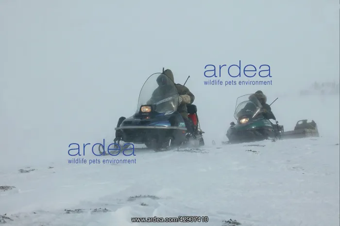  : Hunters - on snowmobiles, tracking polar bear through