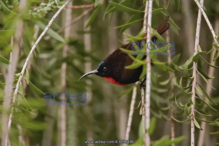 : Hunter's Sunbird : Hunter's Sunbird