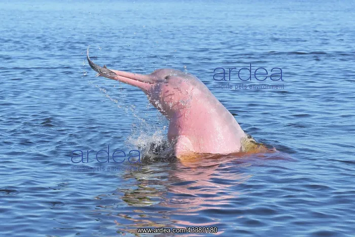 : Hunting Amazon River Dolphin or Pink Amazon Dolphin : Hunting Amazon River Dolphin or Pink Amazon Dolphin