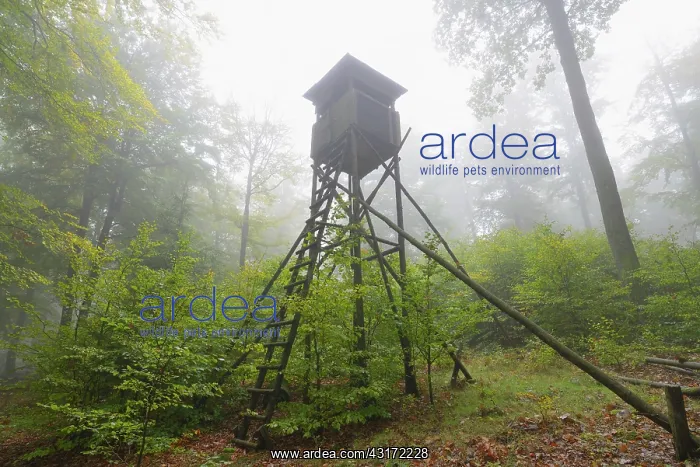 : Hunting Blind in Beech Forest, Spessart, Bavaria : Hunting Blind in Beech Forest, Spessart, Bavaria