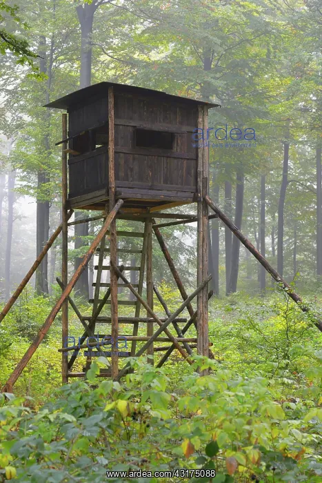 : Hunting Blind in Beech forest, Spessart, Bavaria : Hunting Blind in Beech forest, Spessart, Bavaria