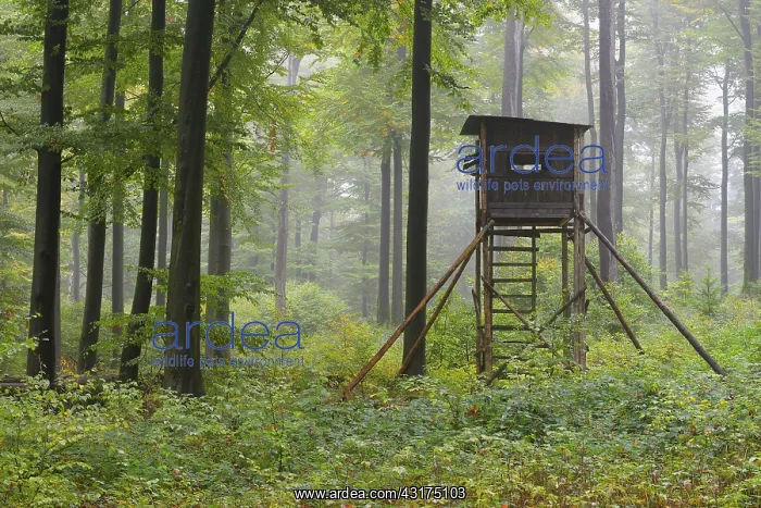: Hunting Blind in Beech forest, Spessart, Bavaria : Hunting Blind in Beech forest, Spessart, Bavaria