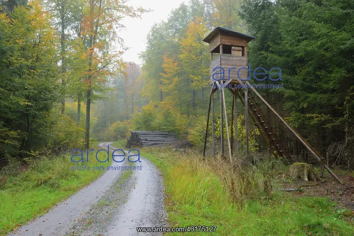 : Hunting blind in beech forest, Spessart, Bavaria : Hunting blind in beech forest, Spessart, Bavaria