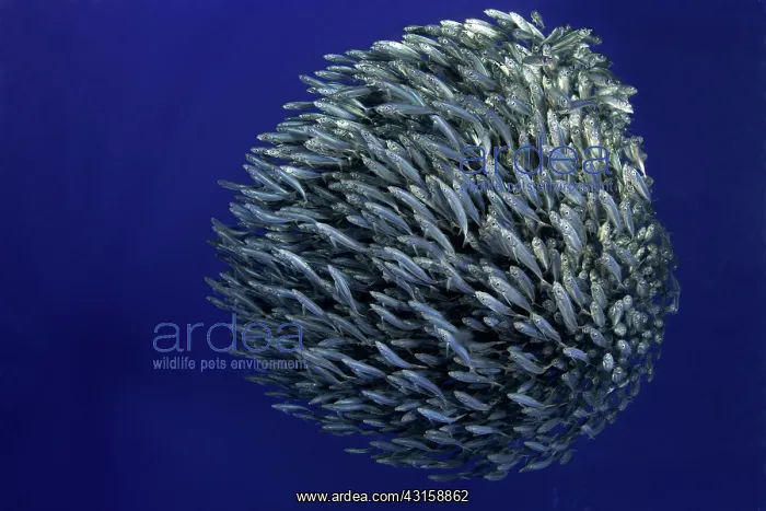: Hunting blue jack mackerel, Trachurus picturatus : Hunting blue jack mackerel, Trachurus picturatus