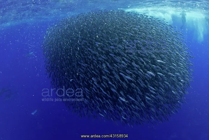  : Hunting blue jack mackerel, Trachurus picturatus