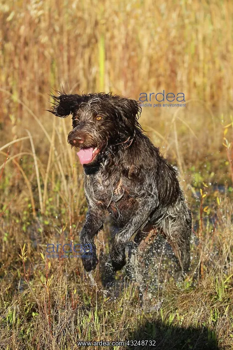 : Hunting dog Bohemian Raubart or also Cesky Fousek : Hunting dog Bohemian Raubart or also Cesky Fousek