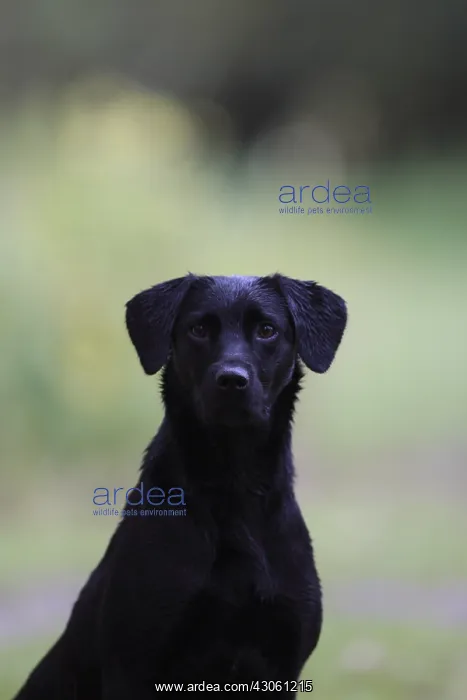 : Hunting dog Labrador Retriever careful around : Hunting dog Labrador Retriever careful around