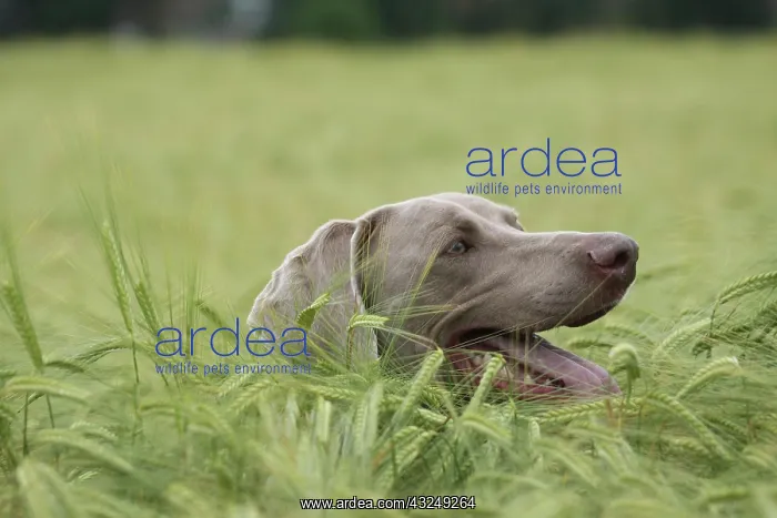 : Hunting dog shorthaired Weimaraner in portrait : Hunting dog shorthaired Weimaraner in portrait