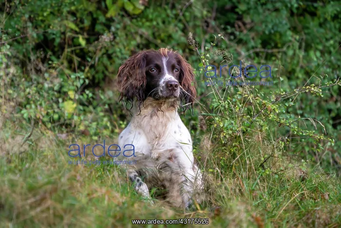: Hunting dog, Springer spaniel, Vulkaneifel, Rhineland-Palati : Hunting dog, Springer spaniel, Vulkaneifel, Rhineland-Palati
