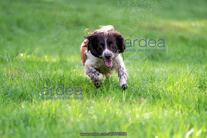 : Hunting dog, Springer spaniel, Vulkaneifel, Rhineland-Palati : Hunting dog, Springer spaniel, Vulkaneifel, Rhineland-Palati