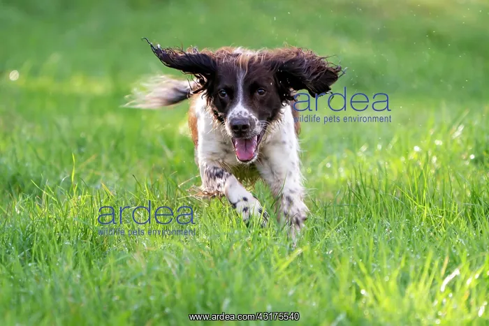 : Hunting dog, Springer spaniel, Vulkaneifel, Rhineland-Palati : Hunting dog, Springer spaniel, Vulkaneifel, Rhineland-Palati