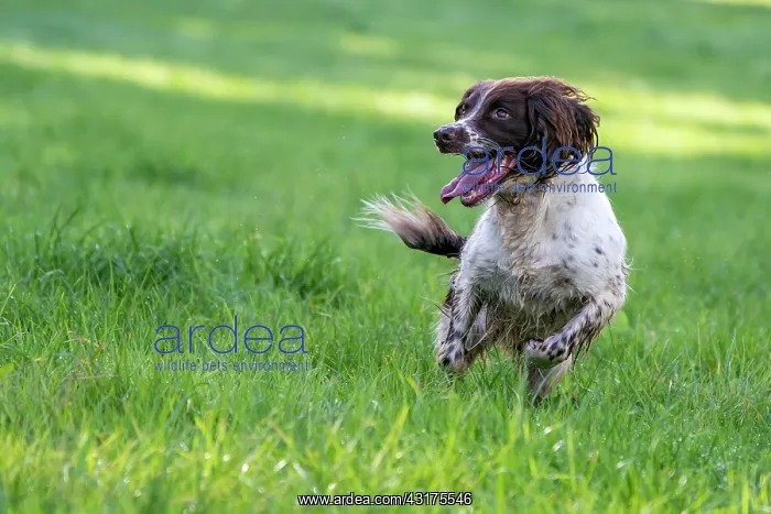 : Hunting dog, Springer spaniel, Vulkaneifel, Rhineland-Palati : Hunting dog, Springer spaniel, Vulkaneifel, Rhineland-Palati