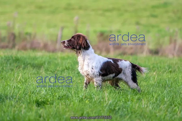 : Hunting dog, Springer spaniel, Vulkaneifel, Rhineland-Palati : Hunting dog, Springer spaniel, Vulkaneifel, Rhineland-Palati