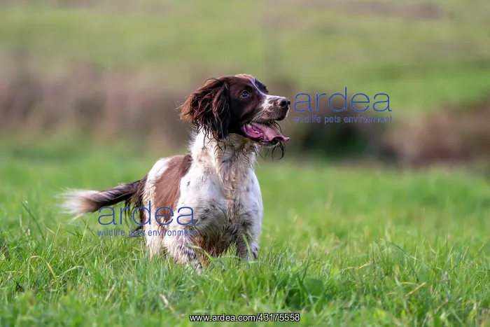 : Hunting dog, Springer spaniel, Vulkaneifel, Rhineland-Palati : Hunting dog, Springer spaniel, Vulkaneifel, Rhineland-Palati